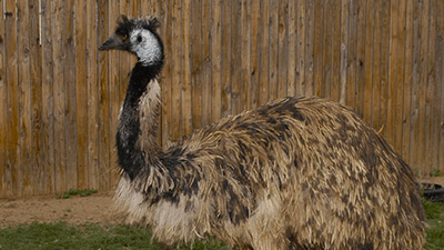 Emus Everywhere!